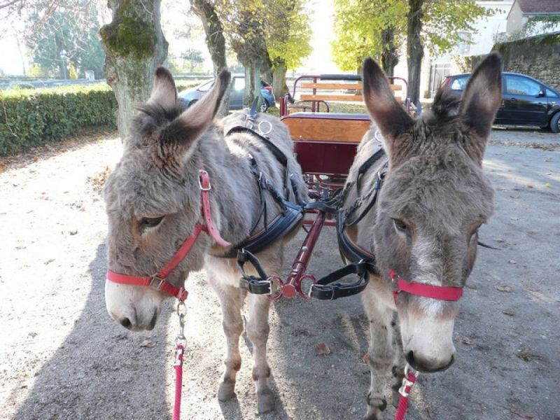 St Nicolas 2013 (1).jpg